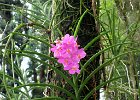 IMG 0407A  Orkide i Botanic Garden Singapore