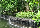 IMG 0419  Botanic Garden Singapore