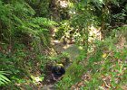 IMG 0435A  Guiden har nok fundet noget spændende på stien i Bako National Park Borneo