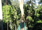 IMG 0492A  Canopy Walkway Danum Valley Borneo