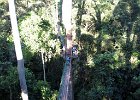 IMG 0494A  Canopy Walkway Danum Valley Borneo