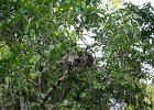 IMG 0571A  Makak aber tæt på bredden af Kinabatangan floden Borneo
