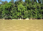 IMG 0576A  På Kinabatangan floden nær byen Sukau Borneo