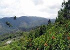IMG 0625A  Udsigt over Mount Kinabalu National Park Borneo